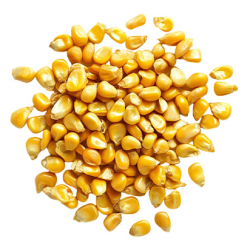 Фото - Насіння кукурудзи