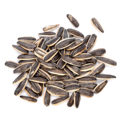 Фото - Насіння соняшника