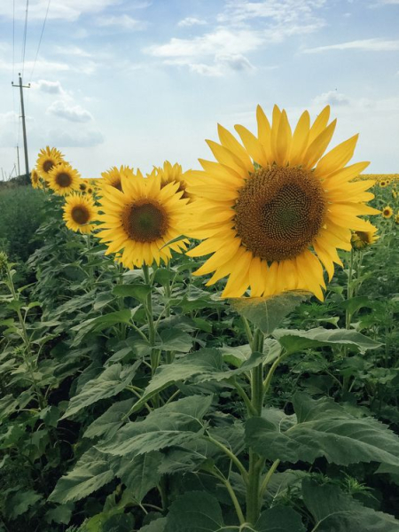 Фото - Гібрид соняшника ЛГ50510