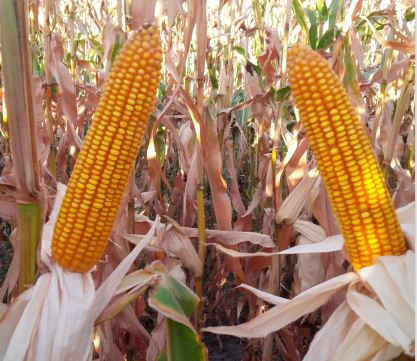 Фото - Кукурудза Наомі виробництво Lidea