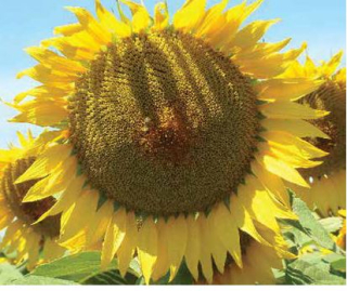 Фото - Гібрид соняшника Ліма Грейн 50455 КЛП