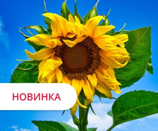 Фото - Гібрид соняшника ЛГ 50616