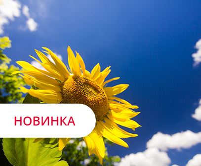 Фото - Гібрид соняшника 50621 Ліма Грейн