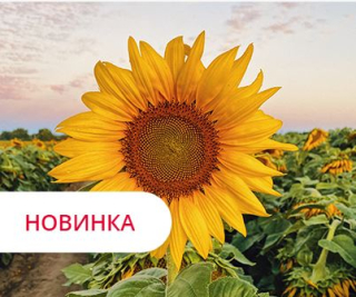 Фото - Гібрид соняшника ЛГ 50779 СХ