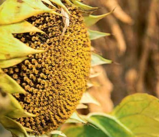 Фото - Гібрид соняшнику 5555КПЛ