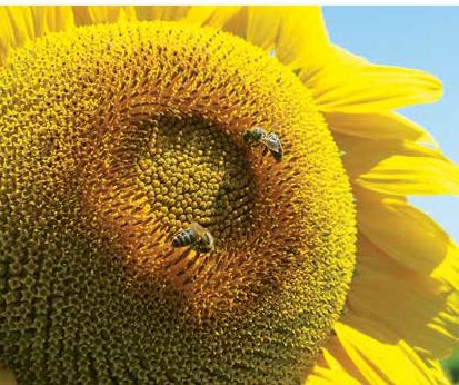 Фото - Соняшник Тунка Лімагрейн