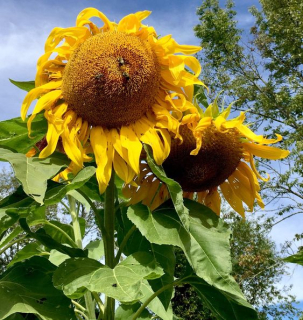 Фото - Гібрид соняшника ЛГ 59580