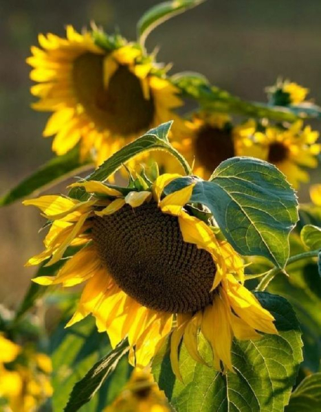 Фото - Гібрид соняшника ЛГ 50480