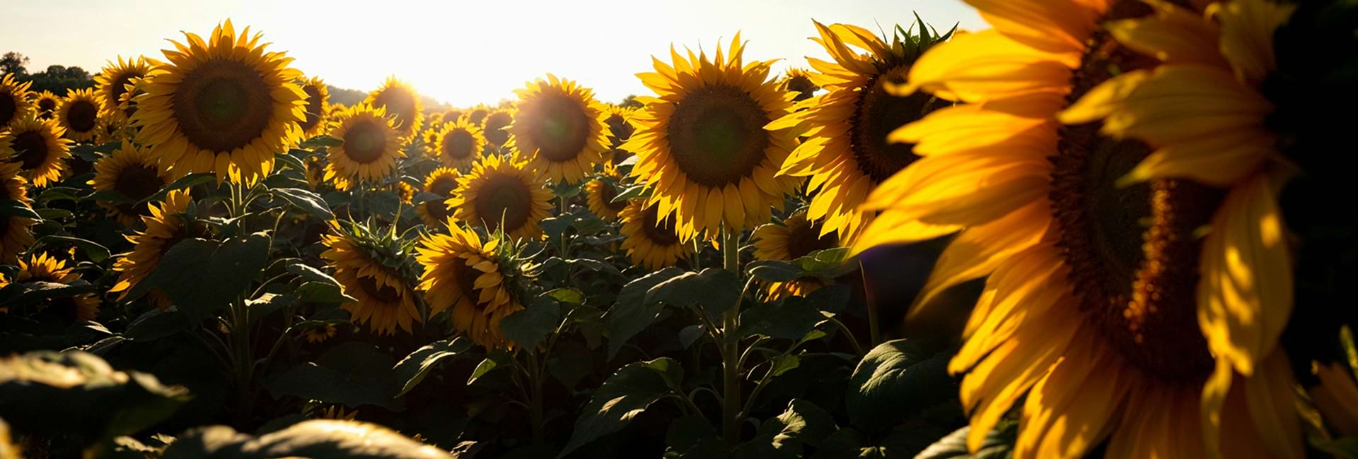 Фото - фонова картинка на сторінці товара